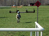 Norm Powers > The Start Box, FENCE Horse Trials, April 2009