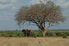 Norm Powers > "Male Elephant, Tsavo East"