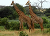 Norm Powers > "Two Masaii Giraffes, Rukinga Sanctuary"