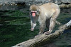 Norm Powers > Snow Monkey, Central Park Zoo